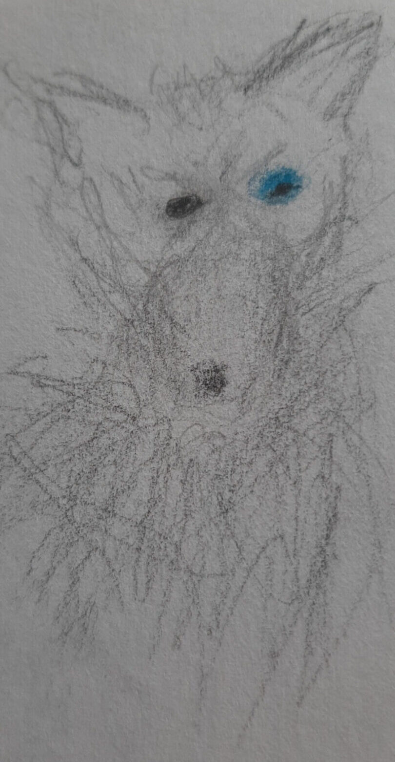 coyote with a black eye and a blue eye
