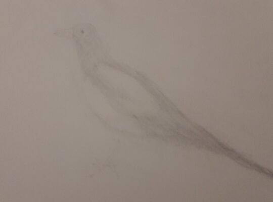 A sketch of a grey and white magpie