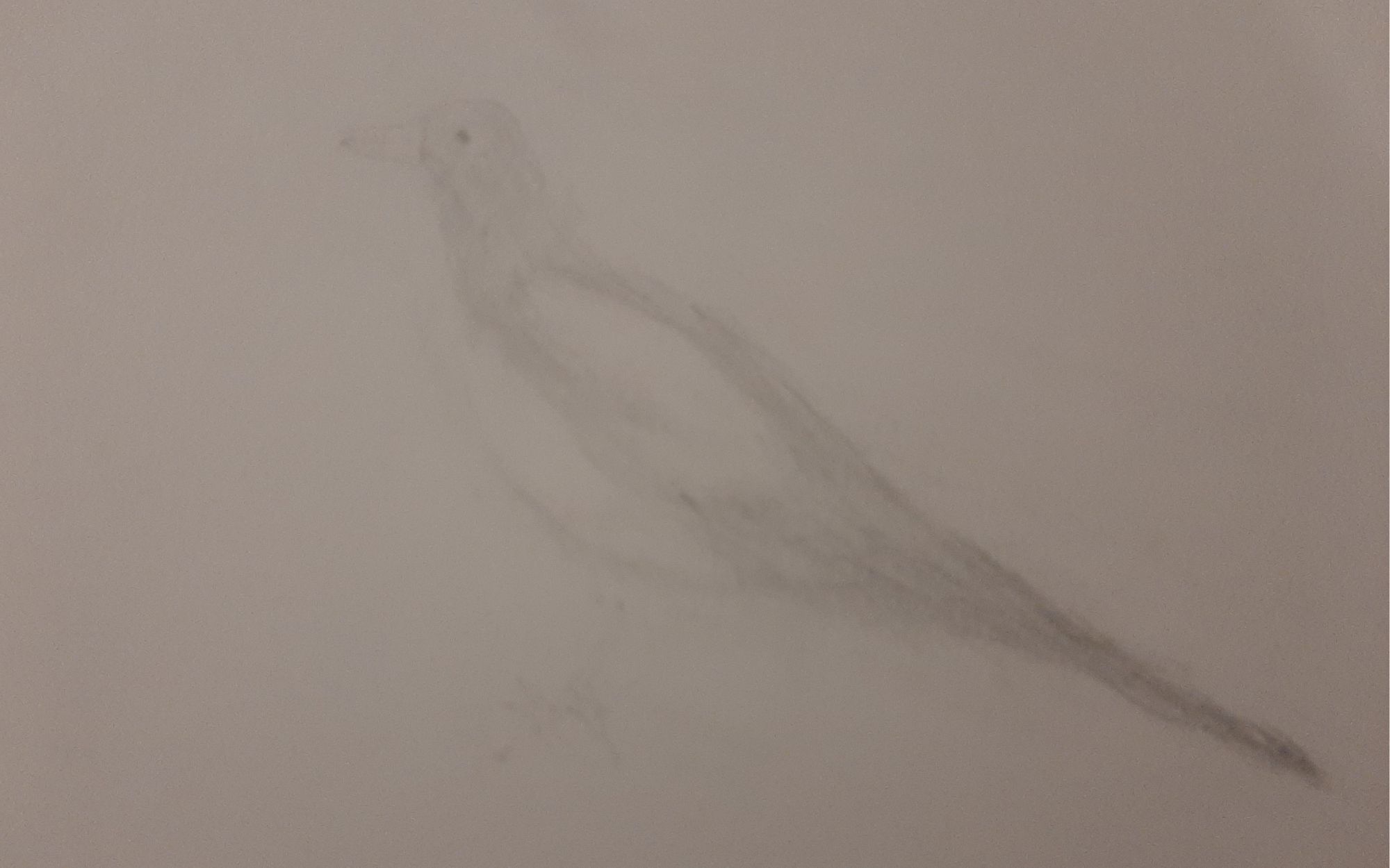 A sketch of a grey and white magpie