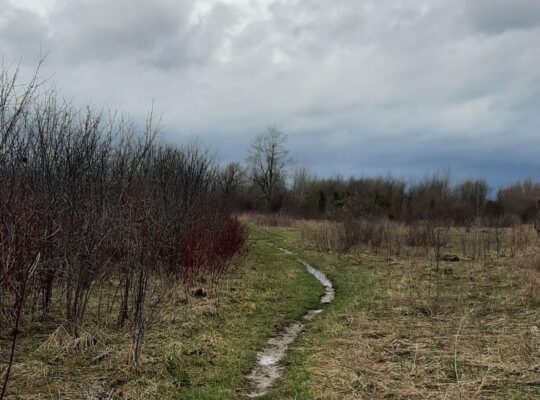 muddy spring trail winding through early green grass under a cloudy sky, symbolizing new moon intentions beginning to grow
