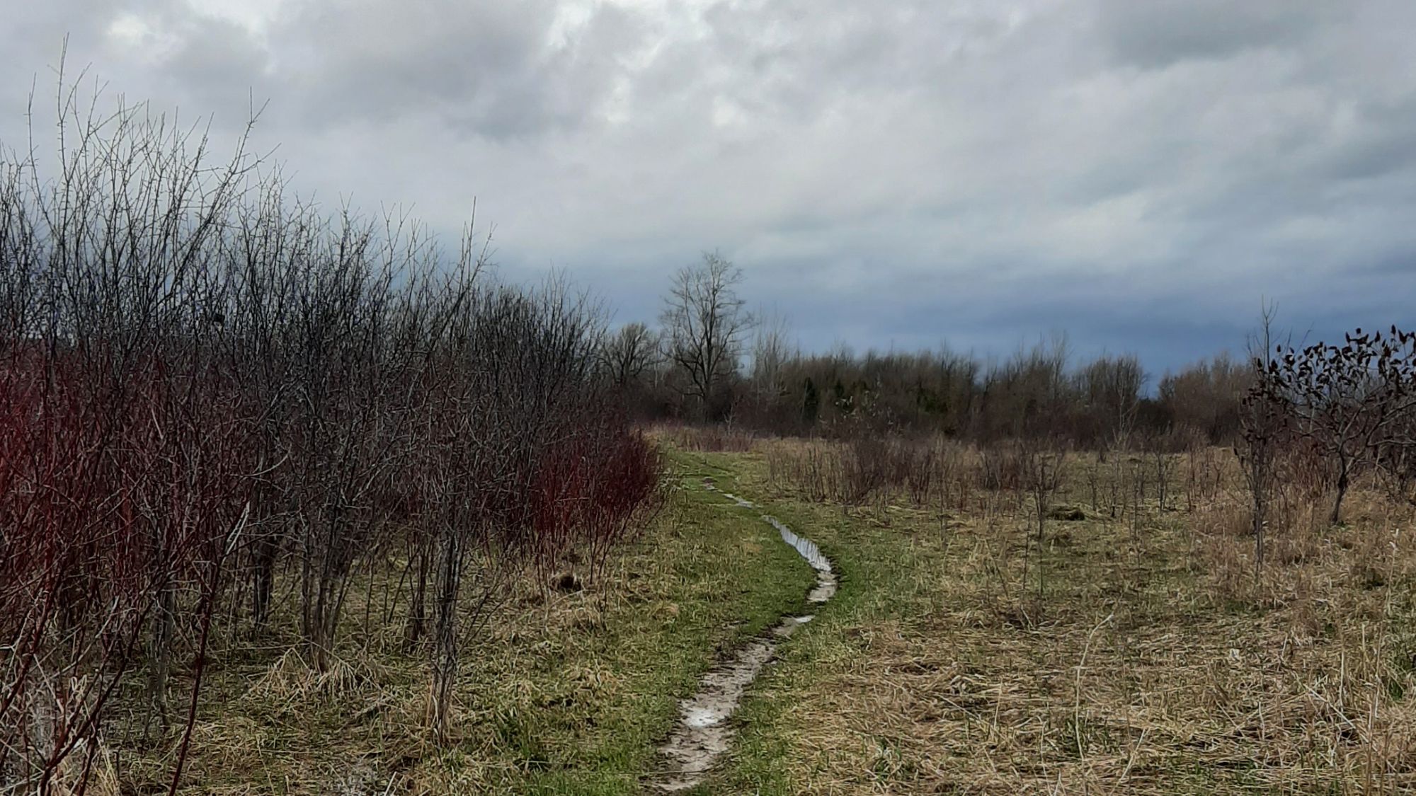 muddy spring trail winding through early green grass under a cloudy sky, symbolizing new moon intentions beginning to grow