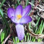 Bright Beltane Blessings