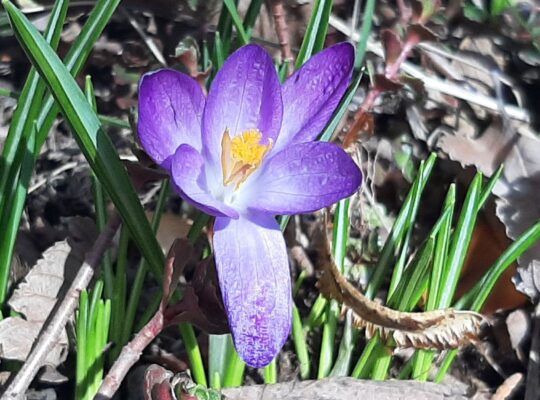 Purple crocus blooming among green shoots and decaying leaves in an Edmonton garden at Beltane