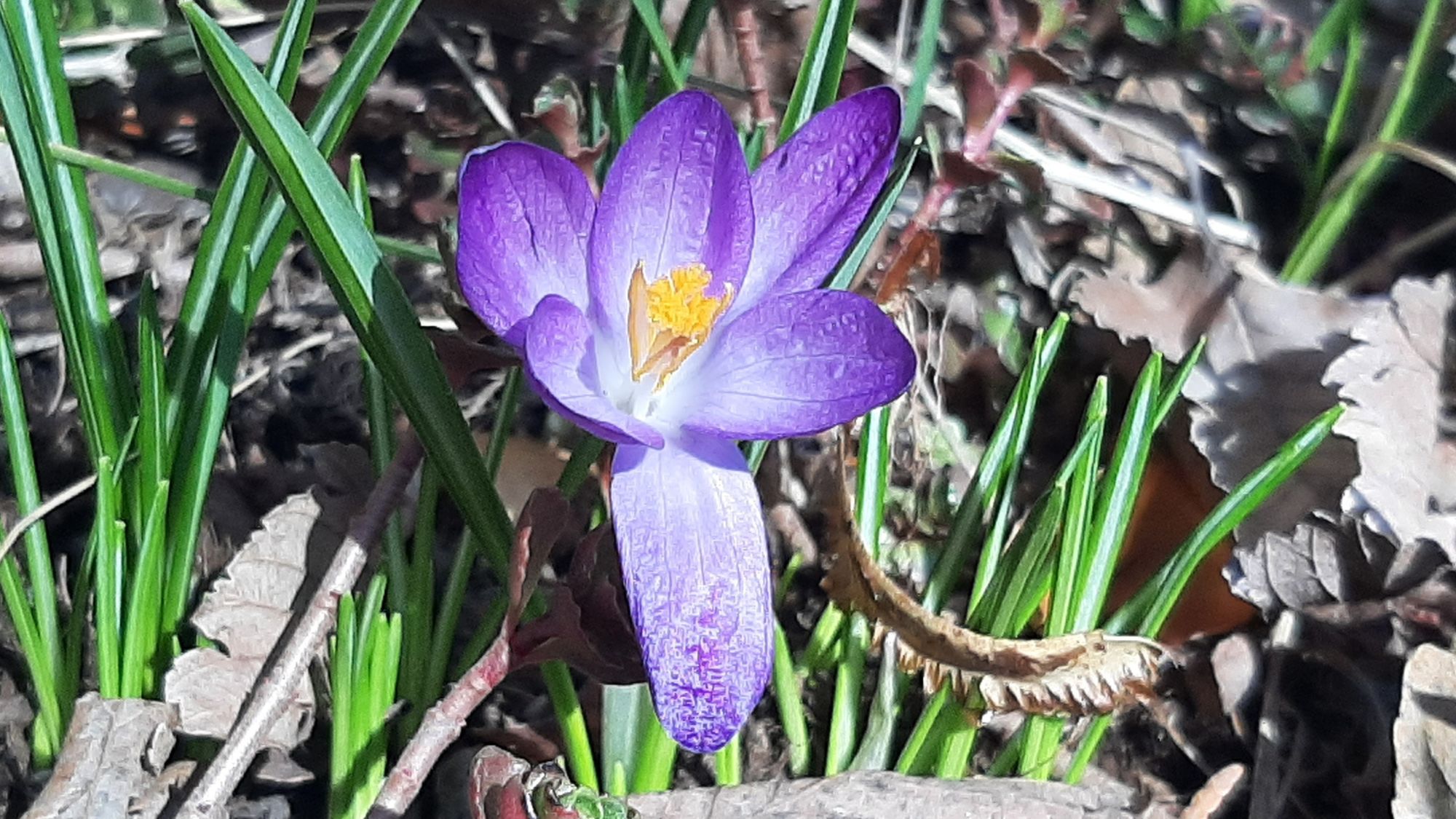 Purple crocus blooming among green shoots and decaying leaves in an Edmonton garden at Beltane