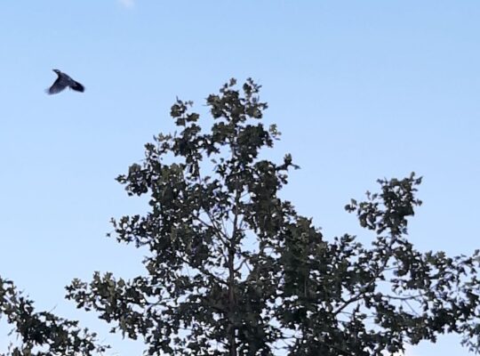 Blue Jay flying away from an oak tree during the late-summer acorn harvest