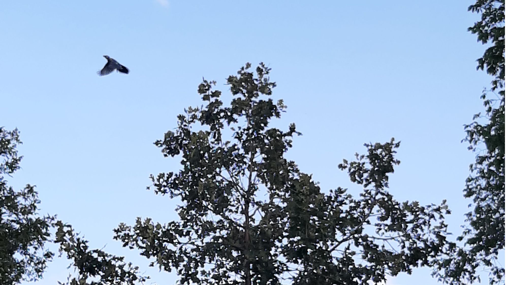 Blue Jay flying away from an oak tree during the late-summer acorn harvest