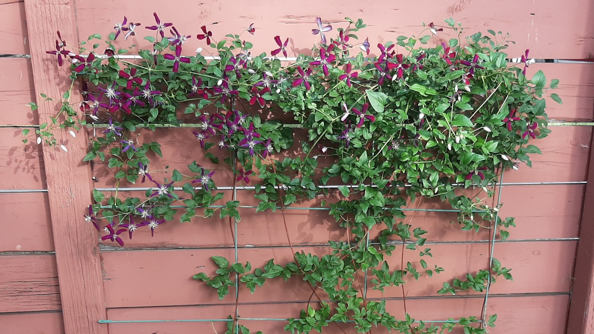 A photo of clematis flowering against a burgandy fence